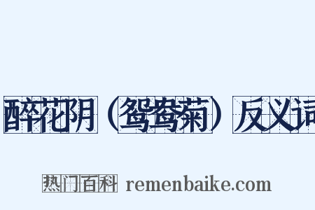 醉花阴（鸳鸯菊）反义词是什么意思的图片